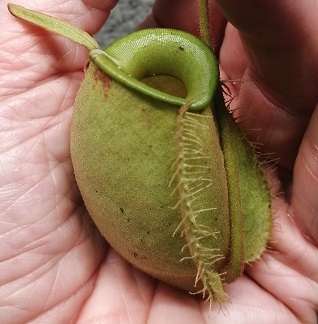 Nepenthes ampullaria green pitcher (Bau)